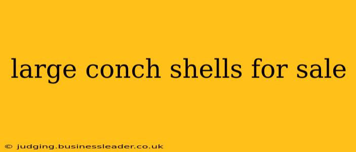 large conch shells for sale
