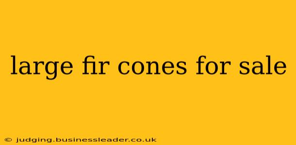 large fir cones for sale