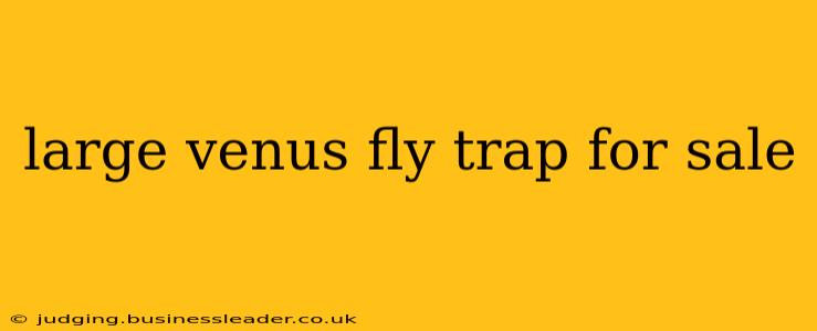 large venus fly trap for sale