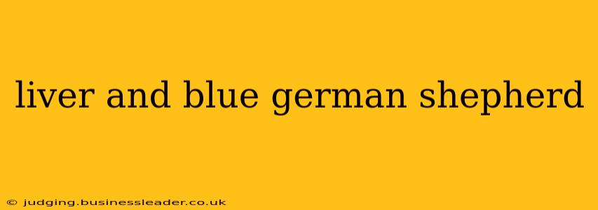 liver and blue german shepherd