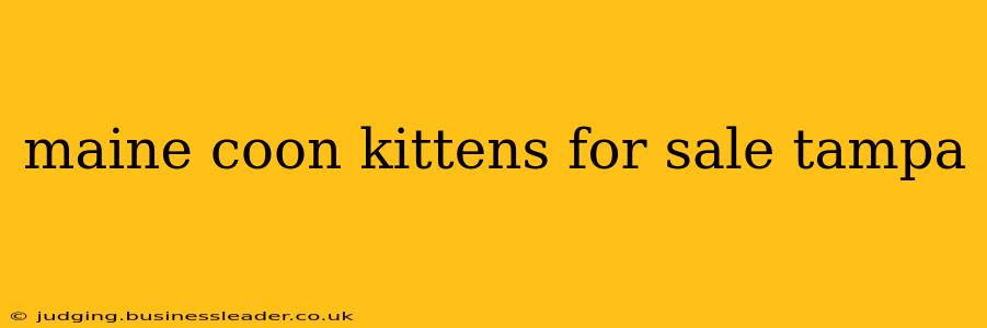 maine coon kittens for sale tampa