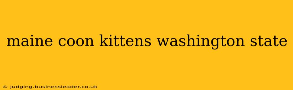 maine coon kittens washington state