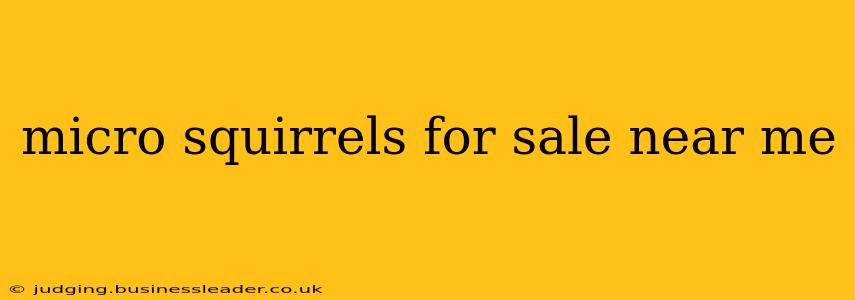 micro squirrels for sale near me