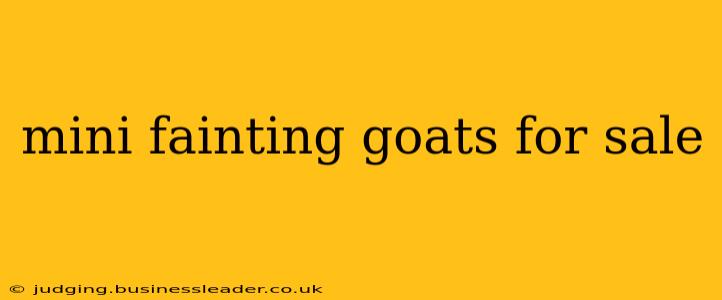 mini fainting goats for sale