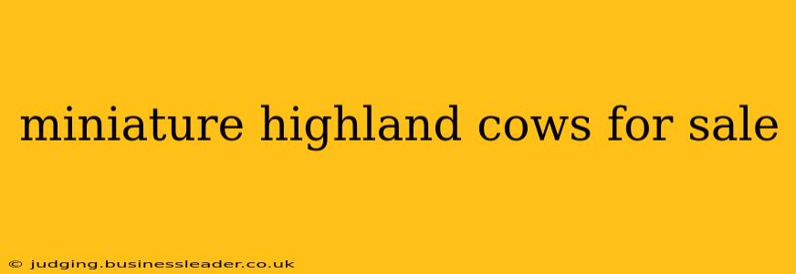 miniature highland cows for sale