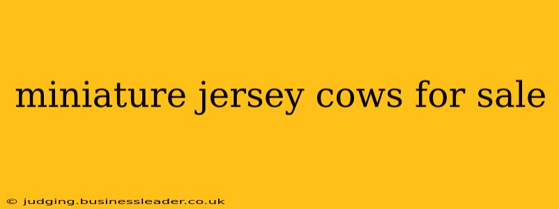 miniature jersey cows for sale