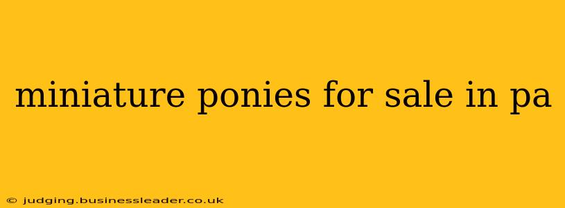 miniature ponies for sale in pa