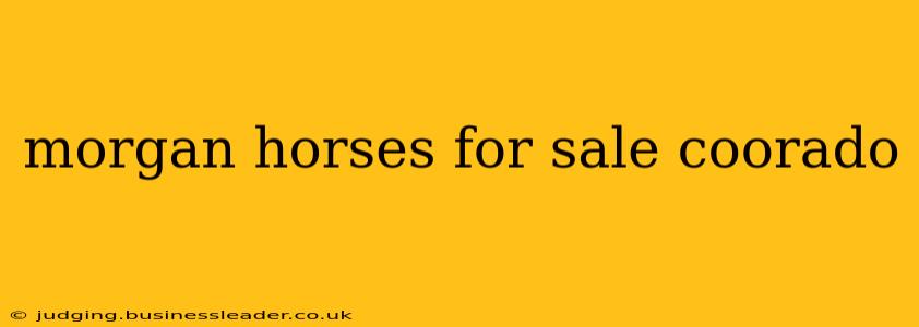 morgan horses for sale coorado