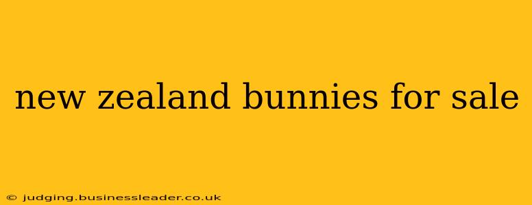 new zealand bunnies for sale