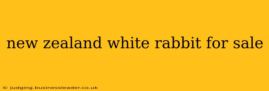 new zealand white rabbit for sale