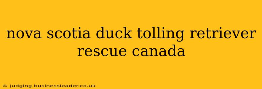 nova scotia duck tolling retriever rescue canada
