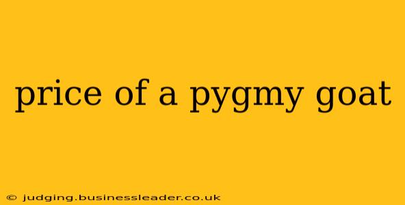 price of a pygmy goat