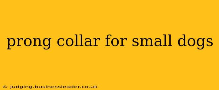 prong collar for small dogs