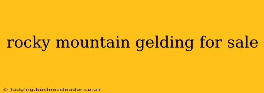 rocky mountain gelding for sale