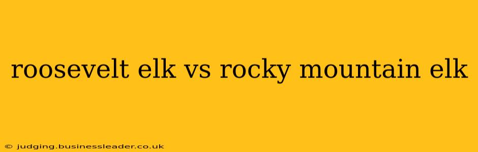 roosevelt elk vs rocky mountain elk