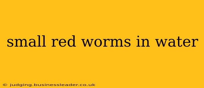 small red worms in water
