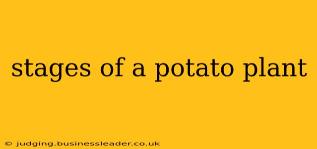 stages of a potato plant