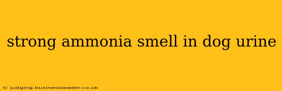 strong ammonia smell in dog urine