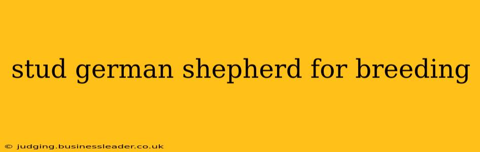 stud german shepherd for breeding