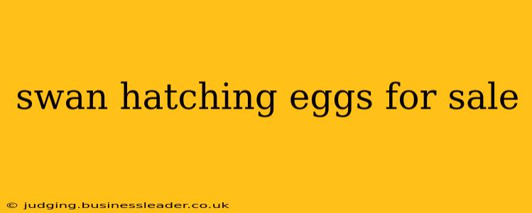 swan hatching eggs for sale