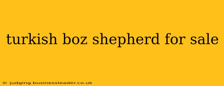turkish boz shepherd for sale