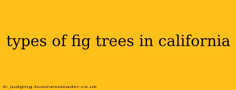 types of fig trees in california