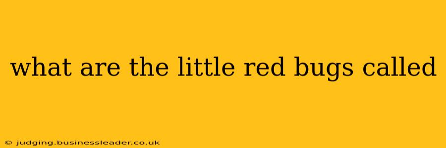 what are the little red bugs called