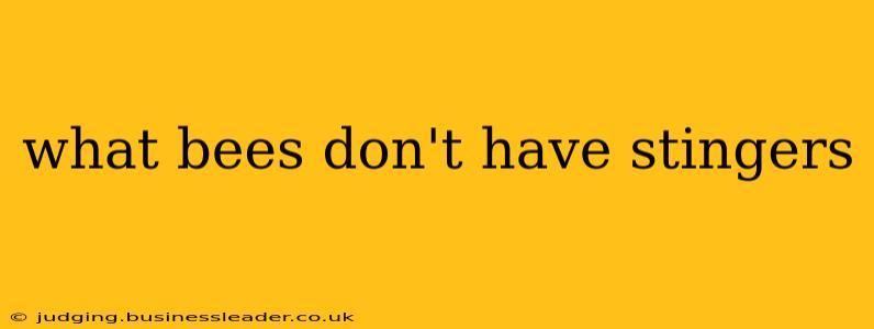 what bees don't have stingers