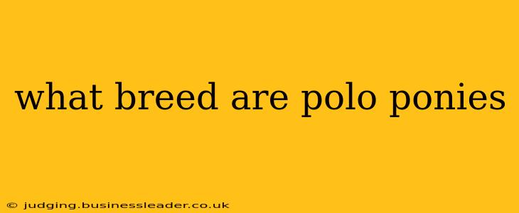 what breed are polo ponies