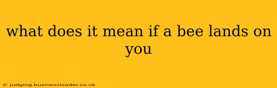 what does it mean if a bee lands on you