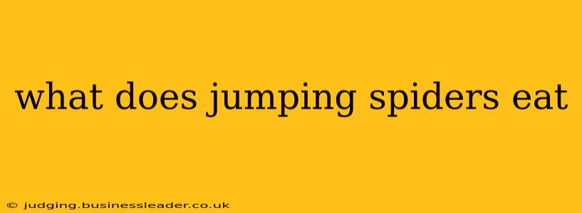 what does jumping spiders eat