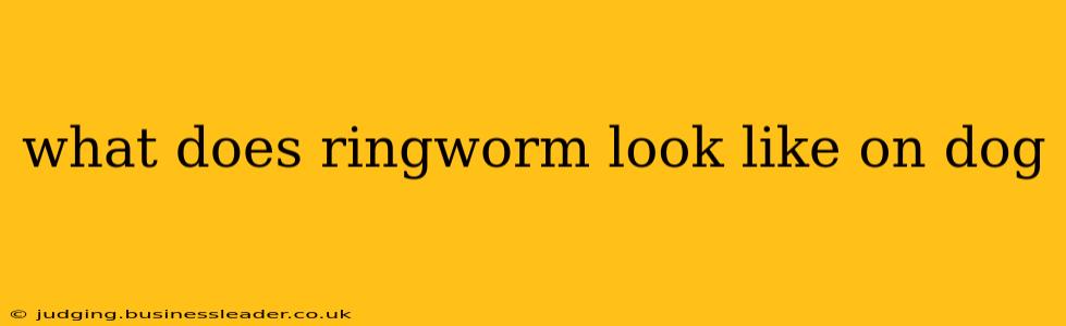 what does ringworm look like on dog