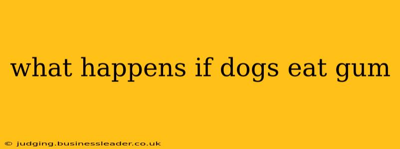 what happens if dogs eat gum