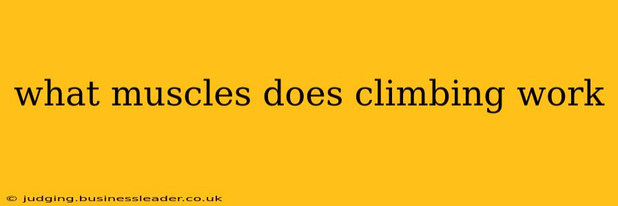 what muscles does climbing work