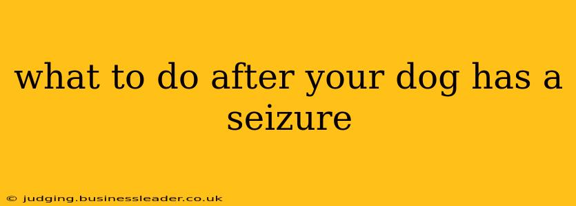 what to do after your dog has a seizure