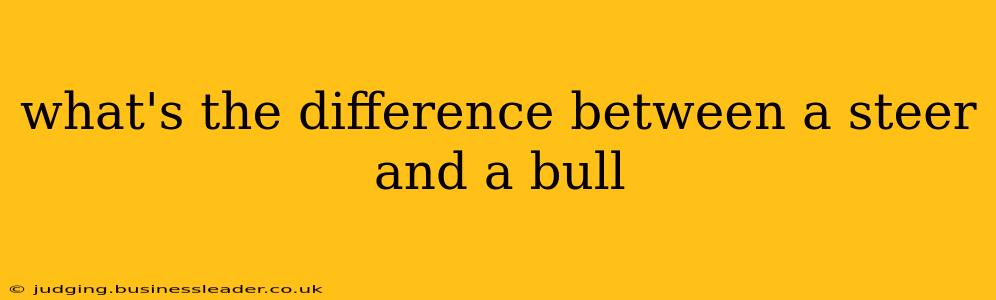 what's the difference between a steer and a bull
