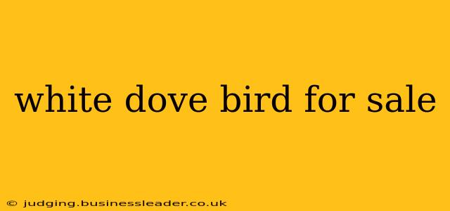 white dove bird for sale