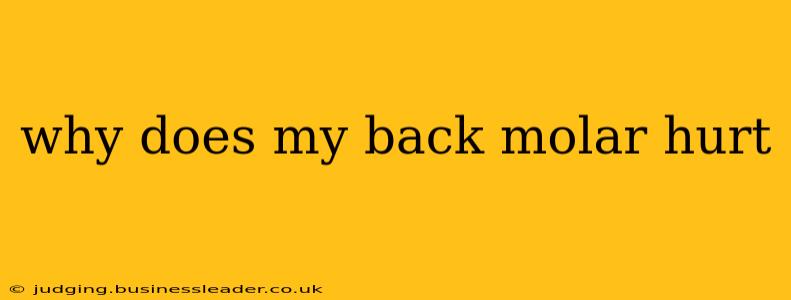 why does my back molar hurt