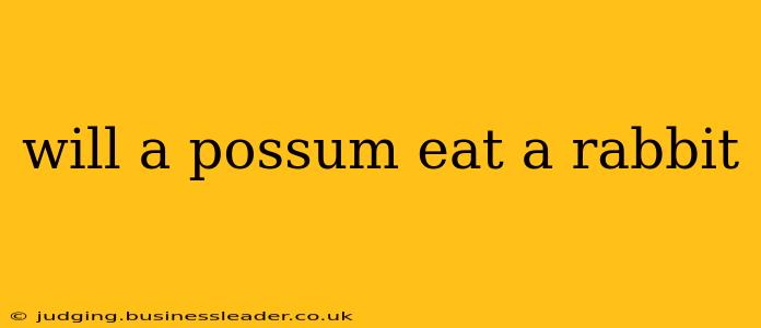 will a possum eat a rabbit