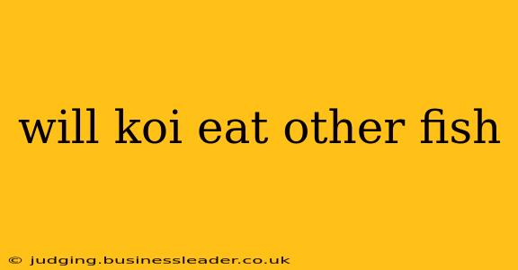 will koi eat other fish