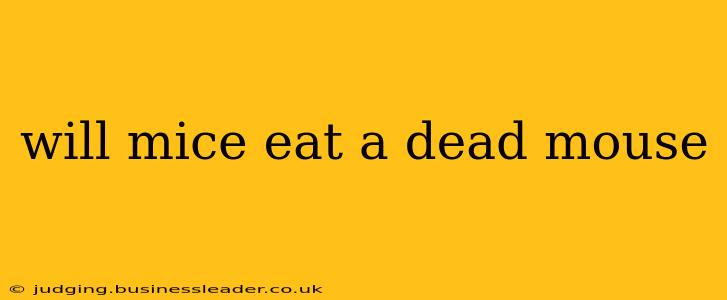 will mice eat a dead mouse