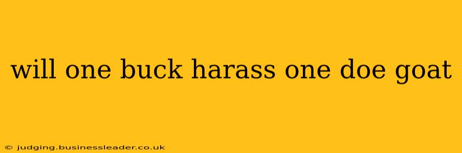 will one buck harass one doe goat