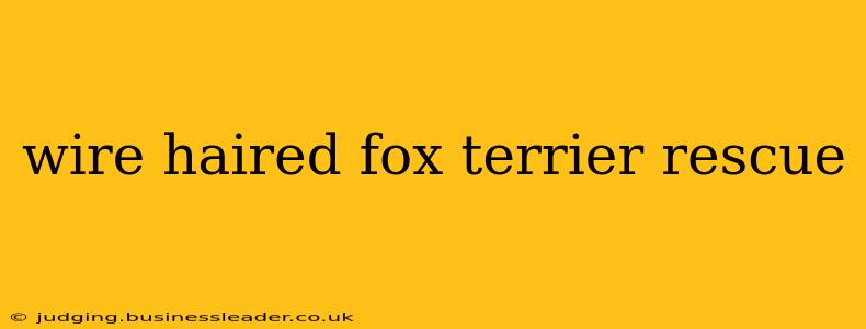 wire haired fox terrier rescue