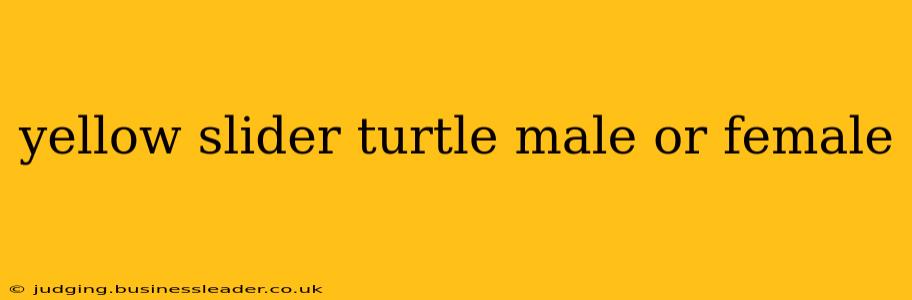 yellow slider turtle male or female
